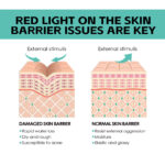 Nourishing Moisturizing Skin Rejuvenation Skin Cream Skin Brightening Whitening Hydrating Easy Absorption Cream - Image 3