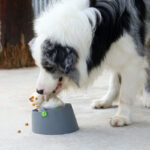Pet Supplies Multifunctional Dog Educational Toys Missing Food Ball - Image 2