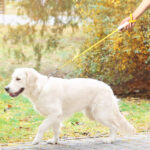 Pet Supplies Retractable Adjustable Dog Leash - Image 3