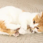 Cat Toys，Natural Matatabi，Pet Cat Snacks Sticks，Cleaning Tooth Catnip，Bite-resistant，Teeth Grinding Stick，Pet Supplies - Image 8
