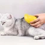 Cat Steam Brush Comb Hair Dryers Pet Brush Electric Spray Brushes Massage Hair Removal Combs Pet Grooming and Hygiene Cat Suppli - Image 10