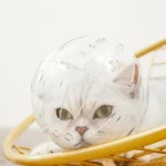 Cat head protection ball, pet grooming accessories, breathable mask, swimming helmet, cat supplies - Image 8