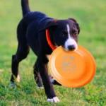 Dog Training Disc - Durable Pet  for Puppy & Adult Dog Training, Lightweight Easy-Catch Dog Training Toy, Essential Pet Supplies - Image 4