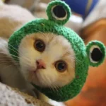 Cute Cat Hat Funny Pets Party Cosplay Headwear Delicate Hemming Pendant Decor Elasticity Knitted Hat Pet Accessories - Image 27