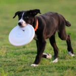 Dog Training Disc - Durable Pet  for Puppy & Adult Dog Training, Lightweight Easy-Catch Dog Training Toy, Essential Pet Supplies - Image 3