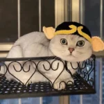 Cute Cat Hat Funny Pets Party Cosplay Headwear Delicate Hemming Pendant Decor Elasticity Knitted Hat Pet Accessories - Image 28