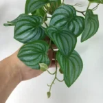 Artificial Terrarium Plants Vine Wall Hanging Flower Rattan Simulation Plastic Leaf Rattan Green Grass Home Balcony Garden Decor - Image 2