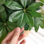 Artificial Plant | Fake Leaves with Stem, Ideal for Living Room, Hotel, Window, Office Decoration, Home and Room Decor - Image 10