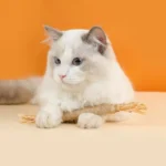 Cat Toys，Natural Matatabi，Pet Cat Snacks Sticks，Cleaning Tooth Catnip，Bite-resistant，Teeth Grinding Stick，Pet Supplies - Image 11