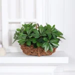 Artificial Plant | Fake Leaves with Stem, Ideal for Living Room, Hotel, Window, Office Decoration, Home and Room Decor - Image 5