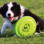 Dog Training Disc - Durable Pet  for Puppy & Adult Dog Training, Lightweight Easy-Catch Dog Training Toy, Essential Pet Supplies - Image 13