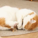 Cat Toys，Natural Matatabi，Pet Cat Snacks Sticks，Cleaning Tooth Catnip，Bite-resistant，Teeth Grinding Stick，Pet Supplies - Image 9