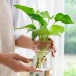 Separated Desktop Acrylic Flower Vases Plants Propagation Stations for Living Room, Bedroom Decoration,Home Decor - Image 4