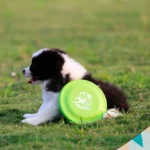 Dog Training Disc - Durable Pet  for Puppy & Adult Dog Training, Lightweight Easy-Catch Dog Training Toy, Essential Pet Supplies - Image 2