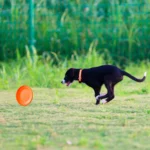 Dog Training Disc - Durable Pet  for Puppy & Adult Dog Training, Lightweight Easy-Catch Dog Training Toy, Essential Pet Supplies - Image 5