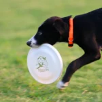 Dog Training Disc - Durable Pet  for Puppy & Adult Dog Training, Lightweight Easy-Catch Dog Training Toy, Essential Pet Supplies - Image 12
