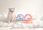 Rainbow Cat And Dog Bowl Rack Cute Pet Supplies - Image 4