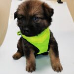Pet Supplies LED Illuminated Dog Chest Strap Charging Mesh - Image 5